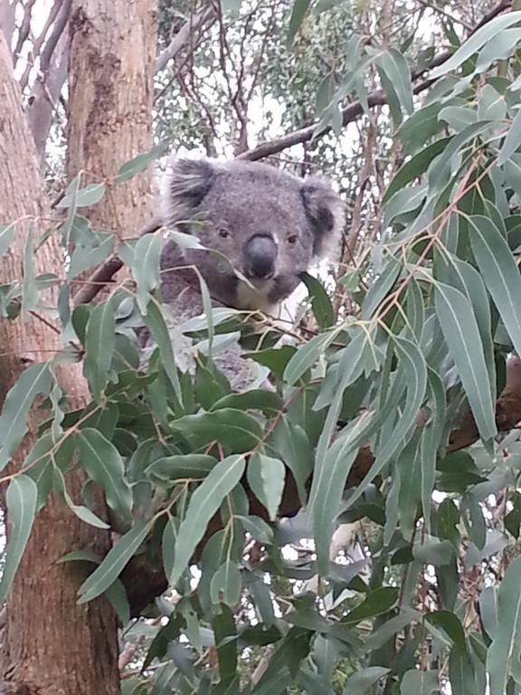 Shearwater Cottages Apollo Bay Rum bild