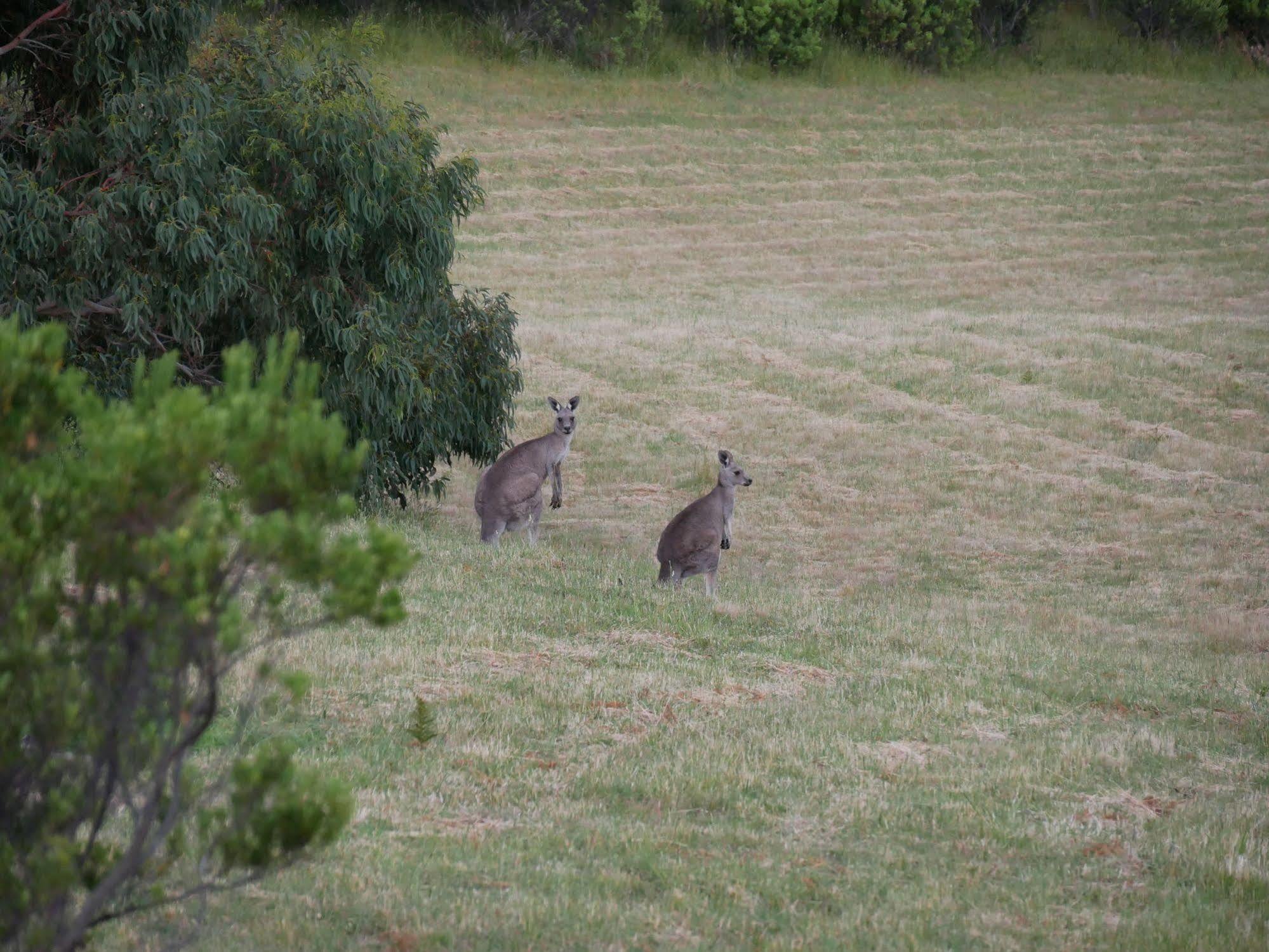 Shearwater Cottages Apollo Bay Exteriör bild